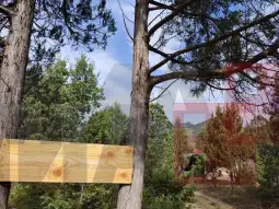 Леса атракција кај Тиквешко Езеро 3